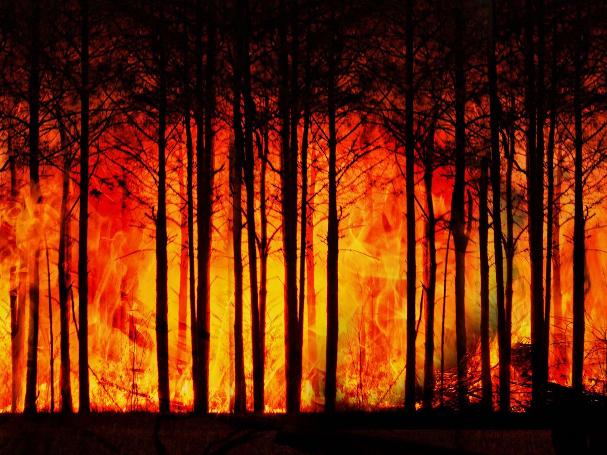 Climate Change Forest on Fire